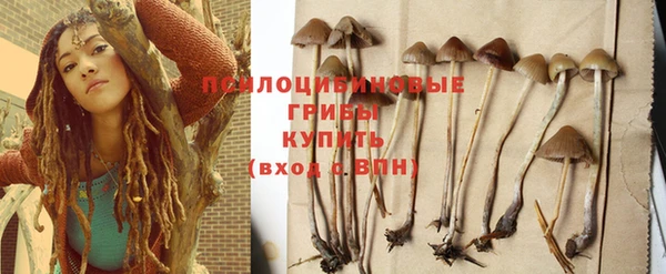 прущие грибы Горно-Алтайск